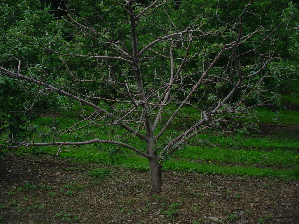 Plant Doctor / Fruit Trees